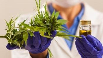Jujuy espera producir aceite de cannabis desde agosto y quiere plantar hasta 500 hectáreas