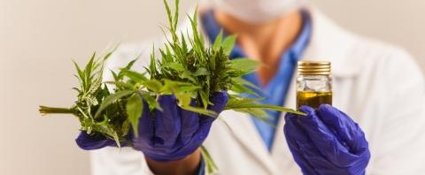 Jujuy espera producir aceite de cannabis desde agosto y quiere plantar hasta 500 hectáreas