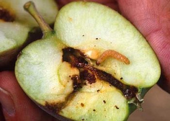 ¿Otra vez las siete plagas?: Brasil comenzó a rechazar fruta del Alto Valle por presencia de Carpocapsa