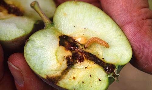 ¿Otra vez las siete plagas?: Brasil comenzó a rechazar fruta del Alto Valle por presencia de Carpocapsa