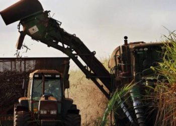 Rasgarse las vestiduras: El trigo HB4 no es el primer OGM que no sale al mercado por pedido de la cadena