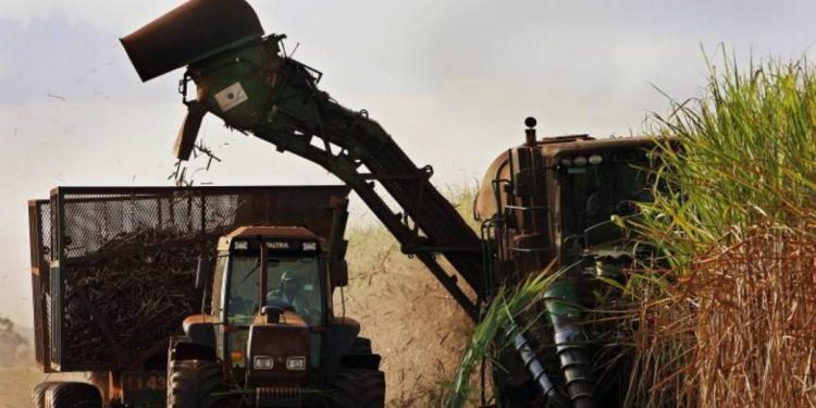 Rasgarse las vestiduras: El trigo HB4 no es el primer OGM que no sale al mercado por pedido de la cadena