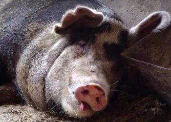 Los cerdos gruñen: Los productores porcinos quedaron fuera de la baja de aportes patronales