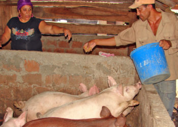 El decreto que reduce los aportes patronales incluye a la leche pero deja afuera a las carnes