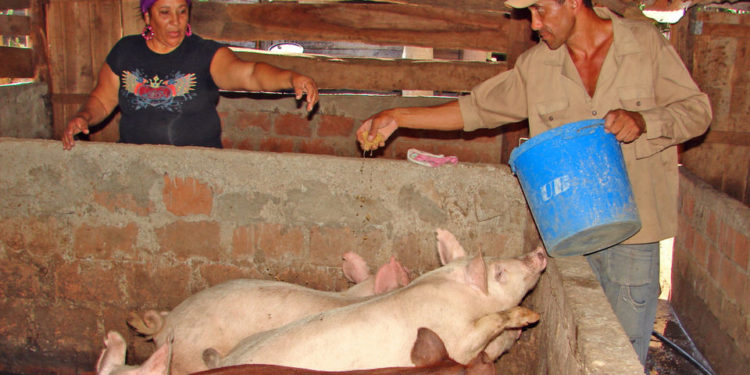 El decreto que reduce los aportes patronales incluye a la leche pero deja afuera a las carnes