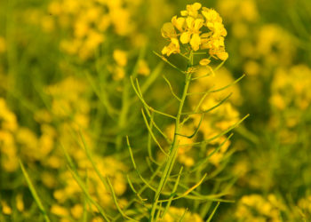 Exportaciones no tradicionales: Semillas de colza “contaminadas” con OGM fueron halladas en Francia y Alemania