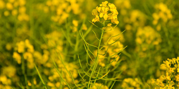 Exportaciones no tradicionales: Semillas de colza “contaminadas” con OGM fueron halladas en Francia y Alemania