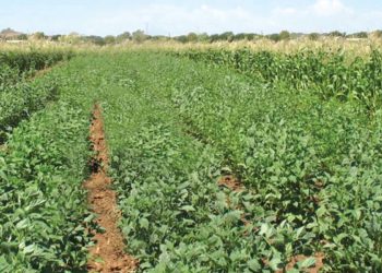 La Argentina habilitó el ingreso de guar desde la India: ¿Y eso cómo se come?