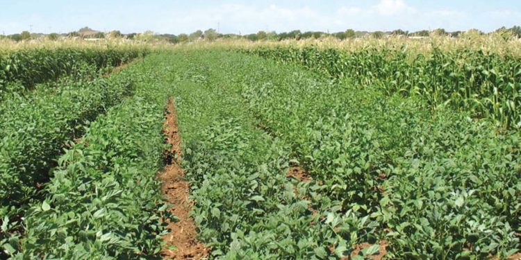 La Argentina habilitó el ingreso de guar desde la India: ¿Y eso cómo se come?