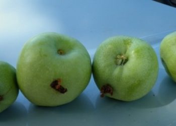 Crónica de una muerte anunciada: Sin reacción oficial, Brasil cerró sus puertas a la fruta argentina