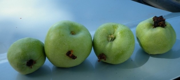 Crónica de una muerte anunciada: Sin reacción oficial, Brasil cerró sus puertas a la fruta argentina