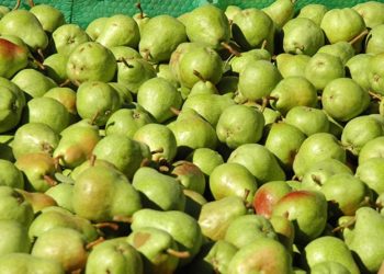 Senasa confirmó el cierre: “Trabajamos para levantar la suspensión de peras y manzanas a Brasil”