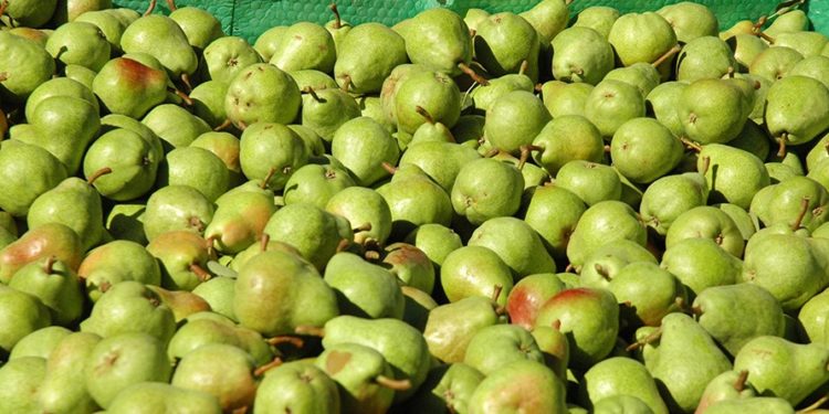 Senasa confirmó el cierre: “Trabajamos para levantar la suspensión de peras y manzanas a Brasil”