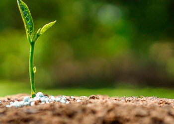Producción de granos: En la Argentina se aplican 87 kilos de fertilizantes por hectárea