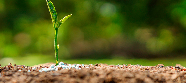 Producción de granos: En la Argentina se aplican 87 kilos de fertilizantes por hectárea