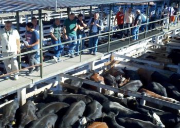 El ganado aumentó 40% desde las fiestas y no se sabe dónde podría parar