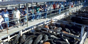 El ganado aumentó 40% desde las fiestas y no se sabe dónde podría parar