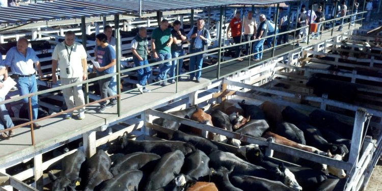 El ganado aumentó 40% desde las fiestas y no se sabe dónde podría parar