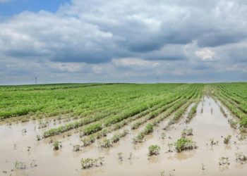 Las intensas lluvias de enero recortaron el área sojera