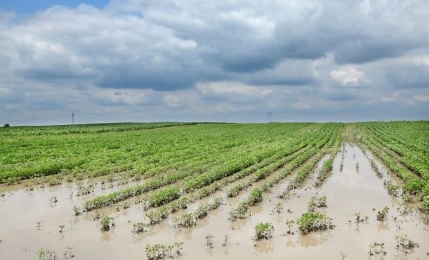 Las intensas lluvias de enero recortaron el área sojera