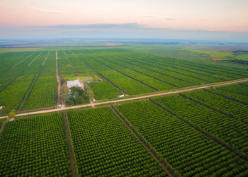 Una mega empresa de California desembarca en la limonera tucumana Trapani