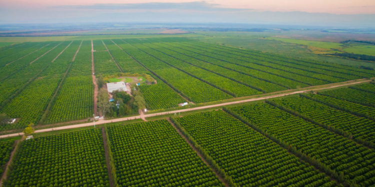 Una mega empresa de California desembarca en la limonera tucumana Trapani