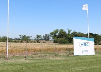 En medio de una polémica que llegó hasta Macri, hablan los “inventores” del trigo transgénico