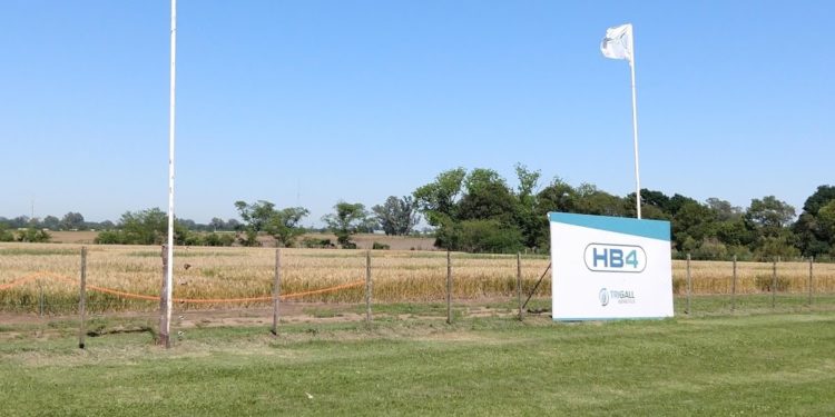 En medio de una polémica que llegó hasta Macri, hablan los “inventores” del trigo transgénico