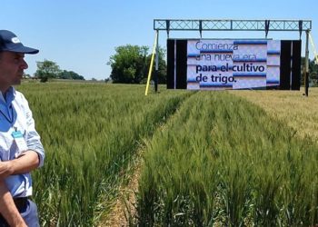 En medio de una polémica que llegó hasta Macri, hablan los “inventores” del trigo transgénico