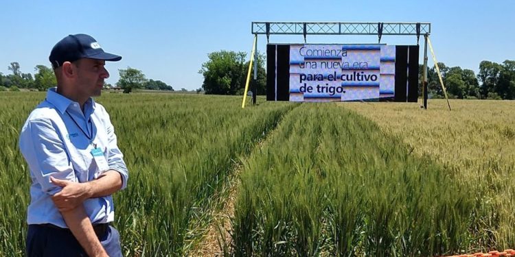 En medio de una polémica que llegó hasta Macri, hablan los “inventores” del trigo transgénico