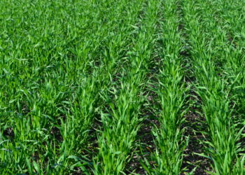 Nuevo dilema agronómico: ¿Se puede sembrar trigo en febrero?