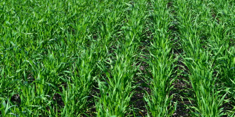 Nuevo dilema agronómico: ¿Se puede sembrar trigo en febrero?