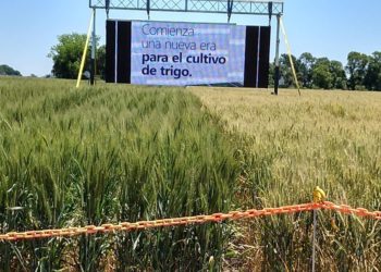 La pelea por el trigo transgénico llegó hasta Macri, que arrancó decidido pero después aflojó