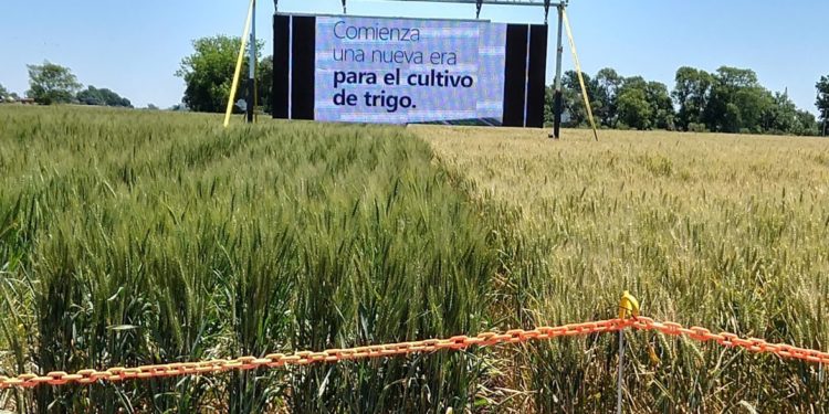 La pelea por el trigo transgénico llegó hasta Macri, que arrancó decidido pero después aflojó