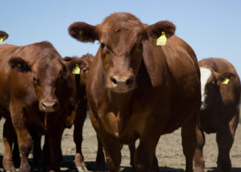 Pese a la mayor faena de hembras, en el Gobierno no ven síntomas de una liquidación ganadera