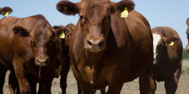 Pese a la mayor faena de hembras, en el Gobierno no ven síntomas de una liquidación ganadera