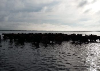 Llegan 150 palitos para no seguir pegándose palos con el cambio climático