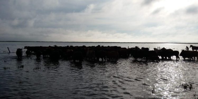 Llegan 150 palitos para no seguir pegándose palos con el cambio climático