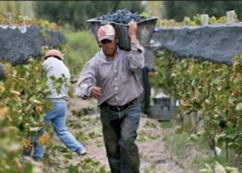 La crisis de la vitivinicultura bien explicada por Marcelo Federici, directivo de Fecovita