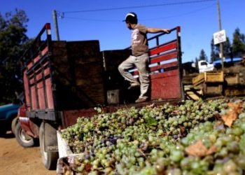 Mendoza desdobla: La política por un lado y los productores que se jodan