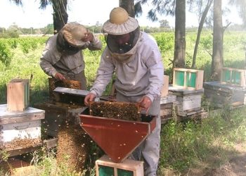 Retrato de familia: Los Bori llevan cuatro generaciones produciendo miel