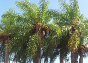 Comunicado oficial: Hay que poner mucha atención en la Acrocomía