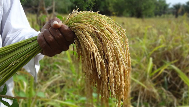 Marcelo Cattaneo: “Le robaron el burro de arranque a la producción arrocera”