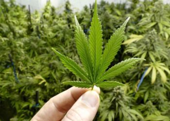 Para producir Cannabis de modo legal habrá que registrarse ante el INASE