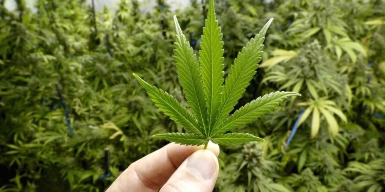 Para producir Cannabis de modo legal habrá que registrarse ante el INASE