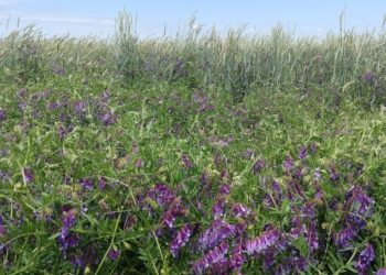Una práctica que crece: La Facultad de Agronomía ya cuenta con su propio “corredor biológico”