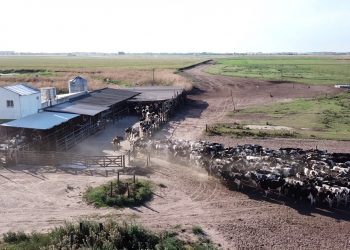 Los veterinarios de El Broquel aclaran que dieron aviso de inmediato al Senasa sobre el foco de carbunclo