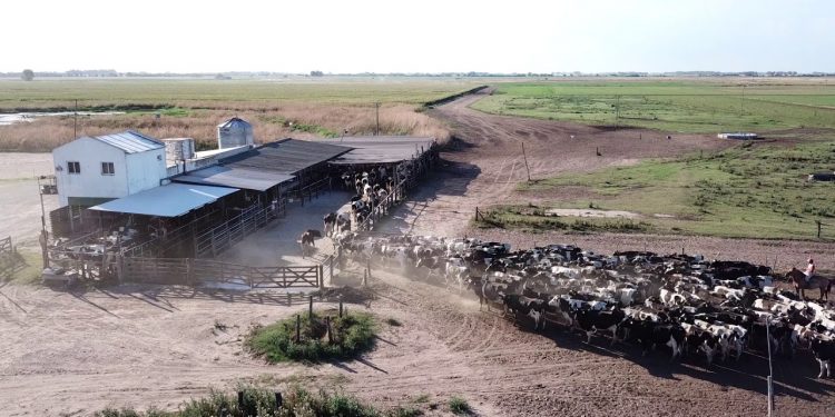 Los veterinarios de El Broquel aclaran que dieron aviso de inmediato al Senasa sobre el foco de carbunclo