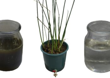 Las plantas como socias contra la contaminación del agua causada por feedlots y frigoríficos