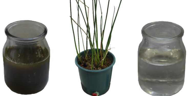 Las plantas como socias contra la contaminación del agua causada por feedlots y frigoríficos